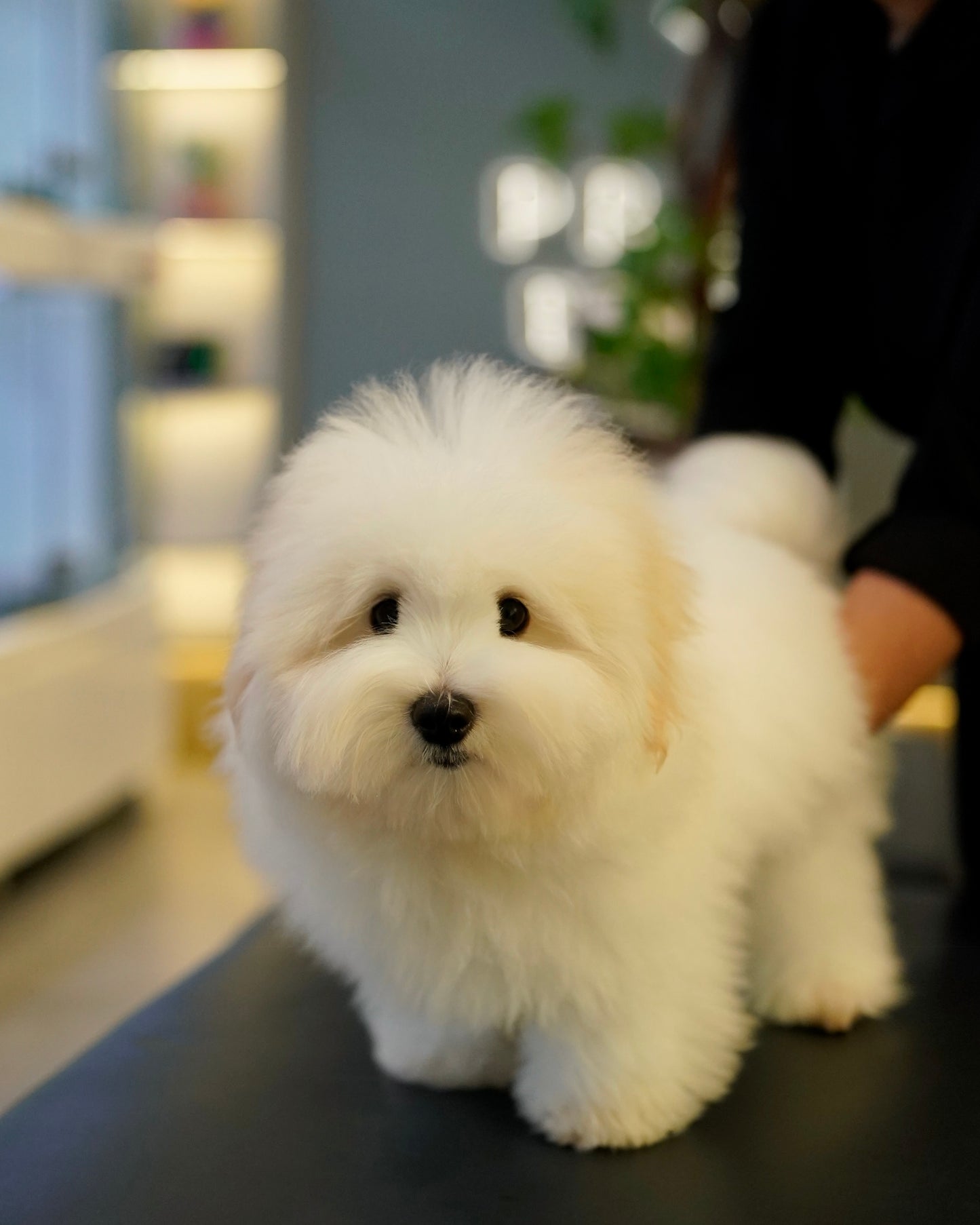 Zoren - Coton de Tulear (White: Cebu Branch)