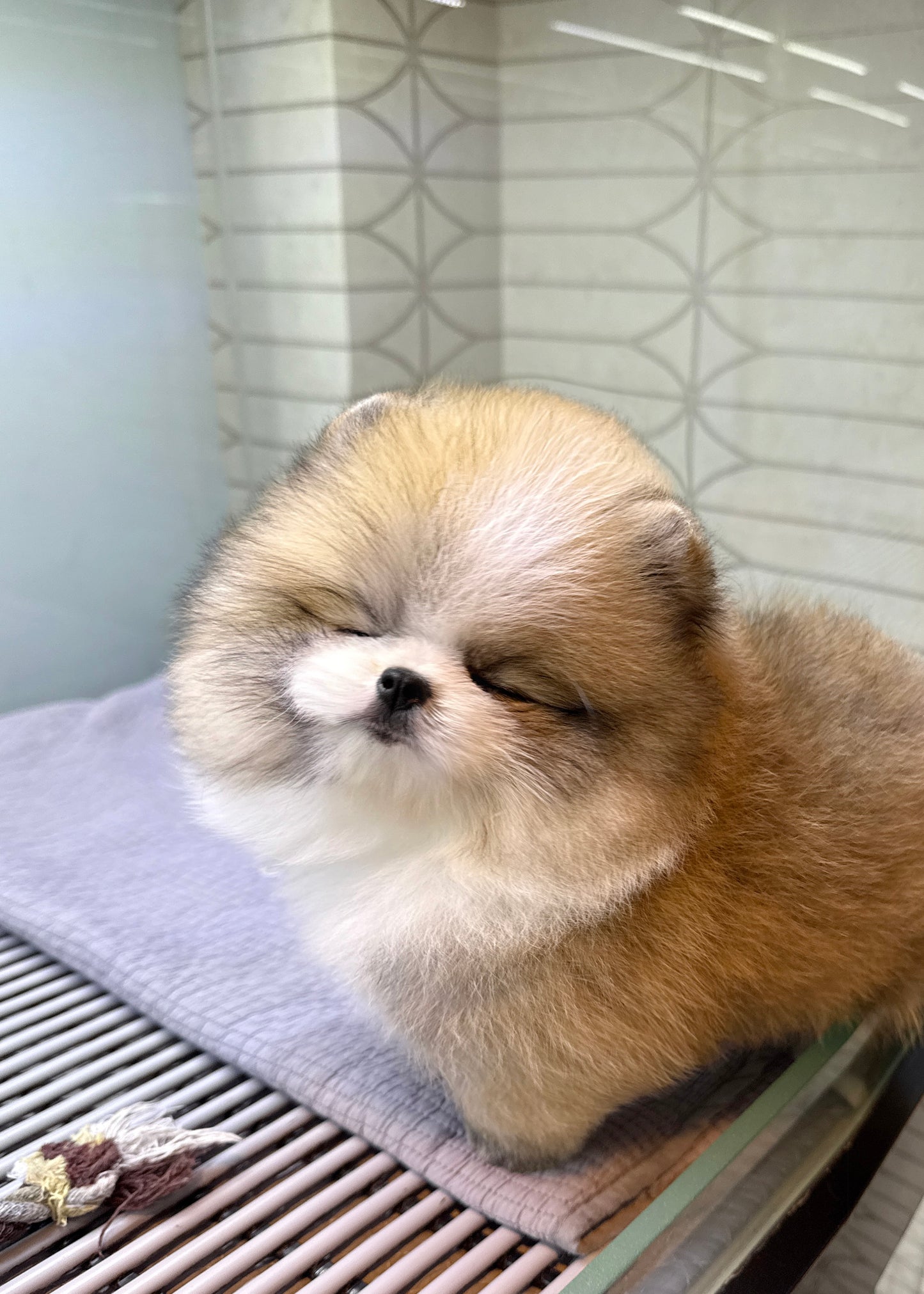 Shad - Pomeranian (Parti)