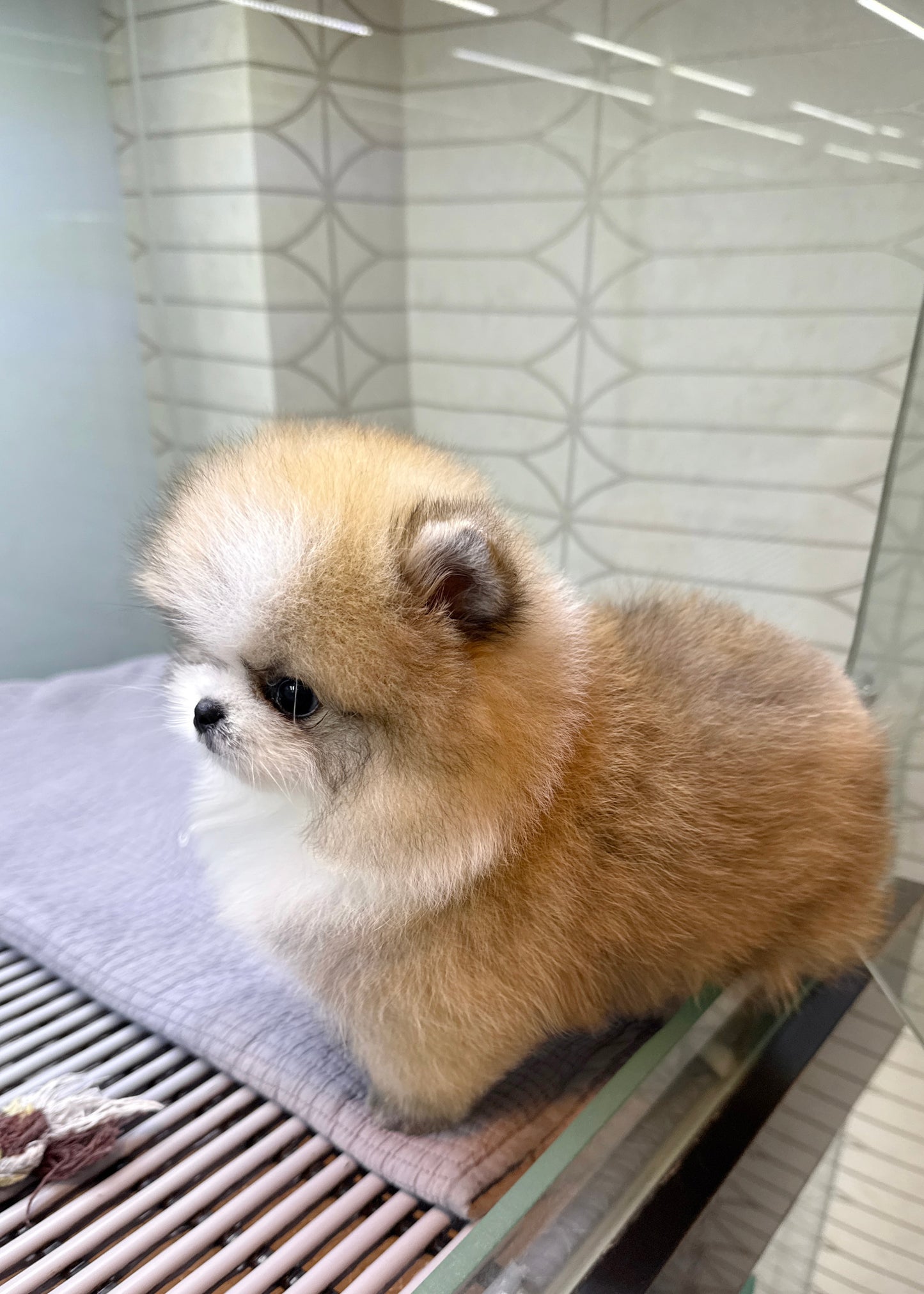 Shad - Pomeranian (Parti)