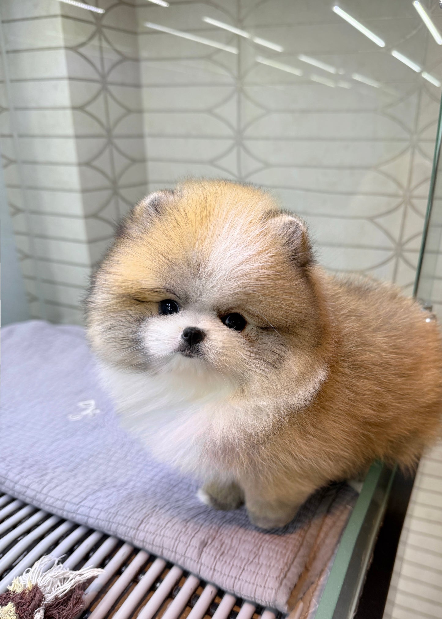 Shad - Pomeranian (Parti)