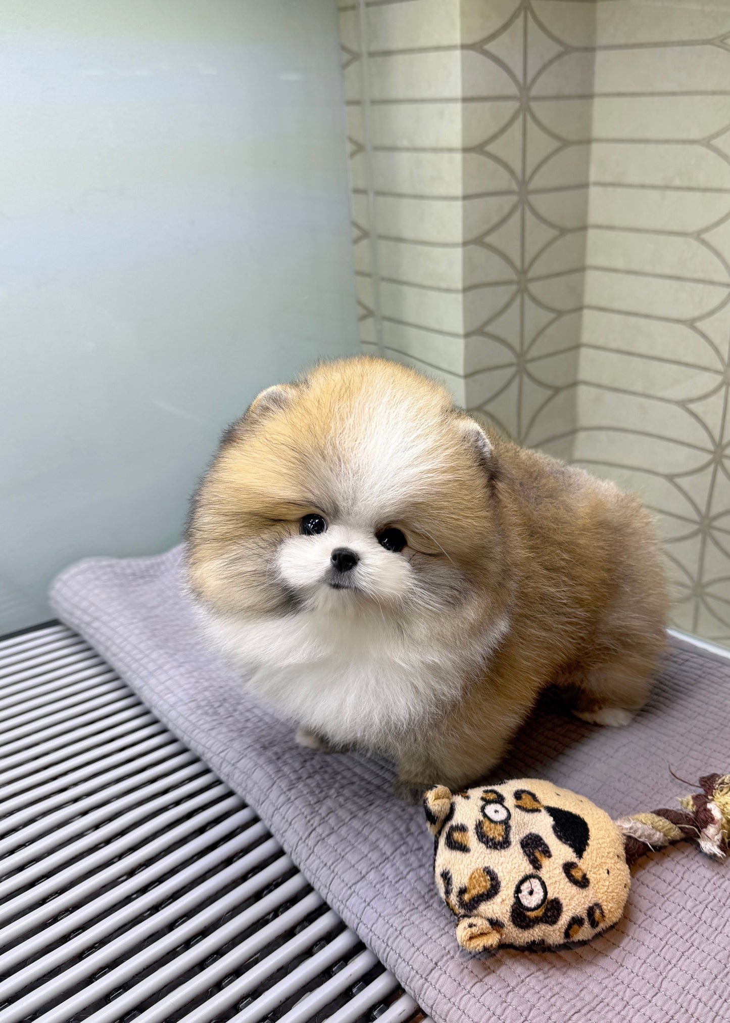 Shad - Pomeranian (Parti)