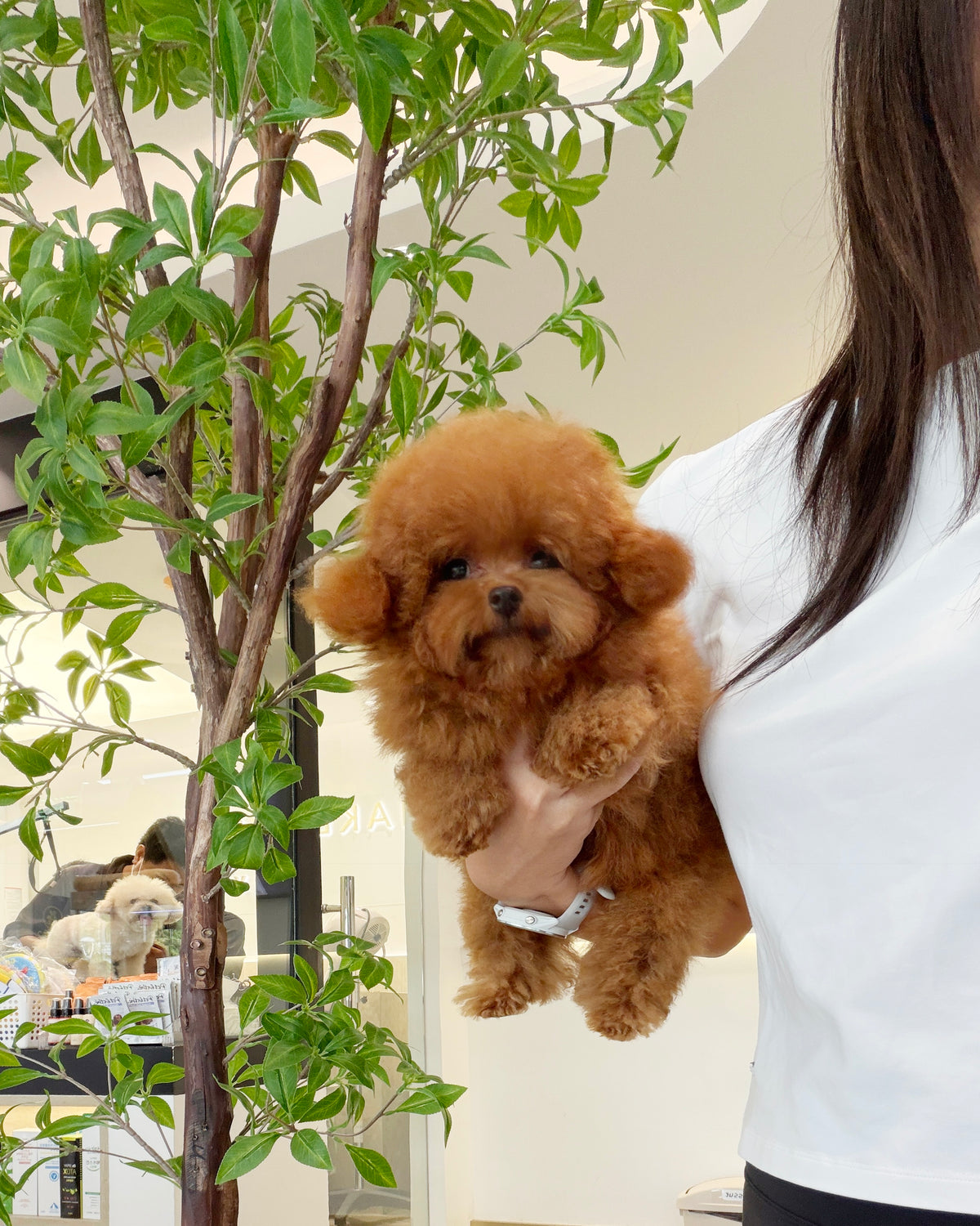 Jhuni - Tiny Poodle (Red : Cebu Branch)