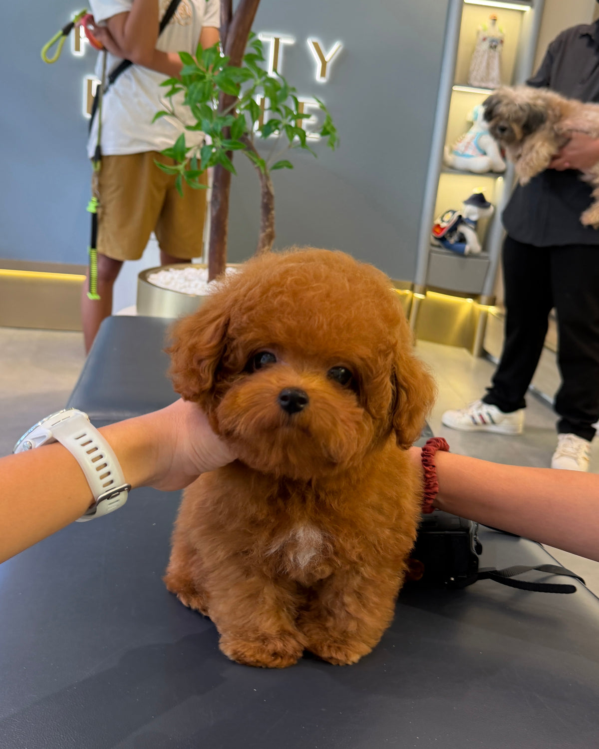 Tannya - Tiny Poodle (Red : Cebu Branch)