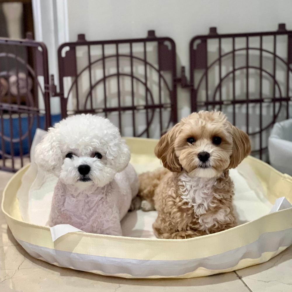 Pee Pee Toilet Mat