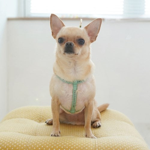 Parisdog Black Label Hommage Harness (Luxury Edition)