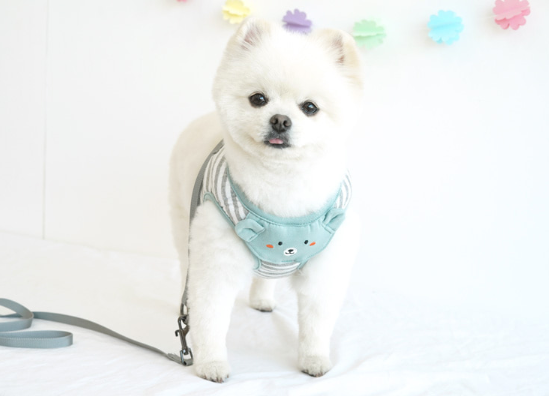 Parisdog Bear Bib Rib Harness