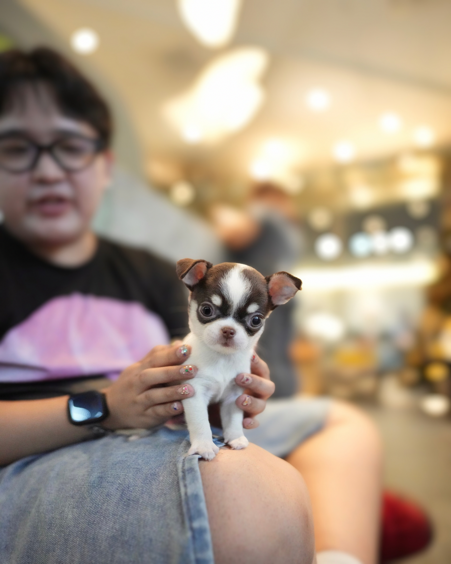 Roxie - Teacup Chihuahua (Parti)
