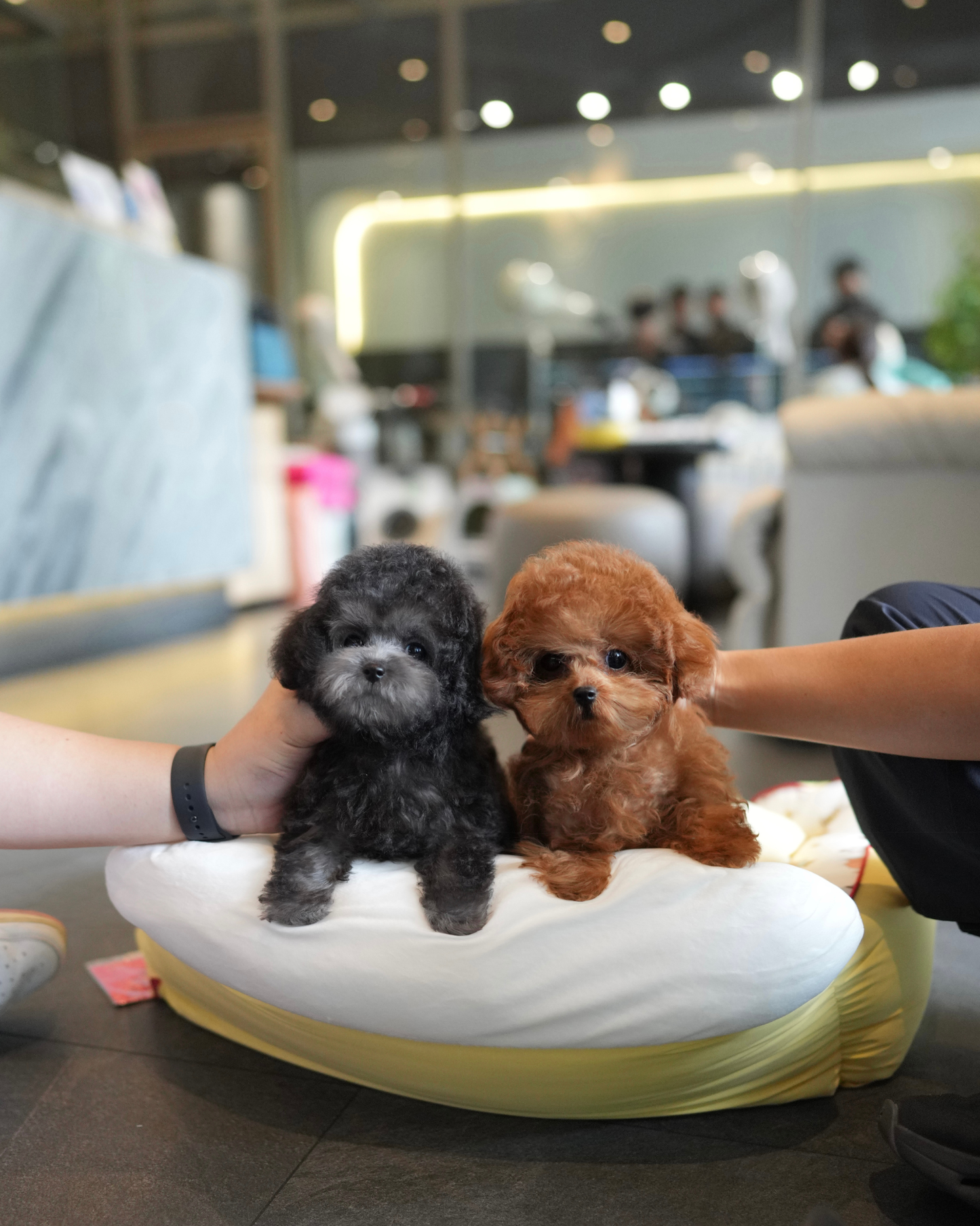 Luna - Tiny Poodle (Silver)