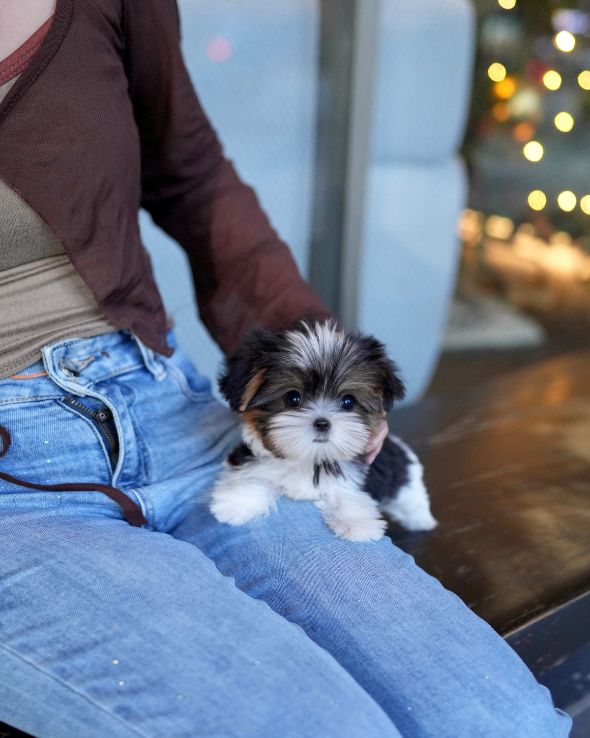 Gan-gan - Biewer Terrier (Tricolor)