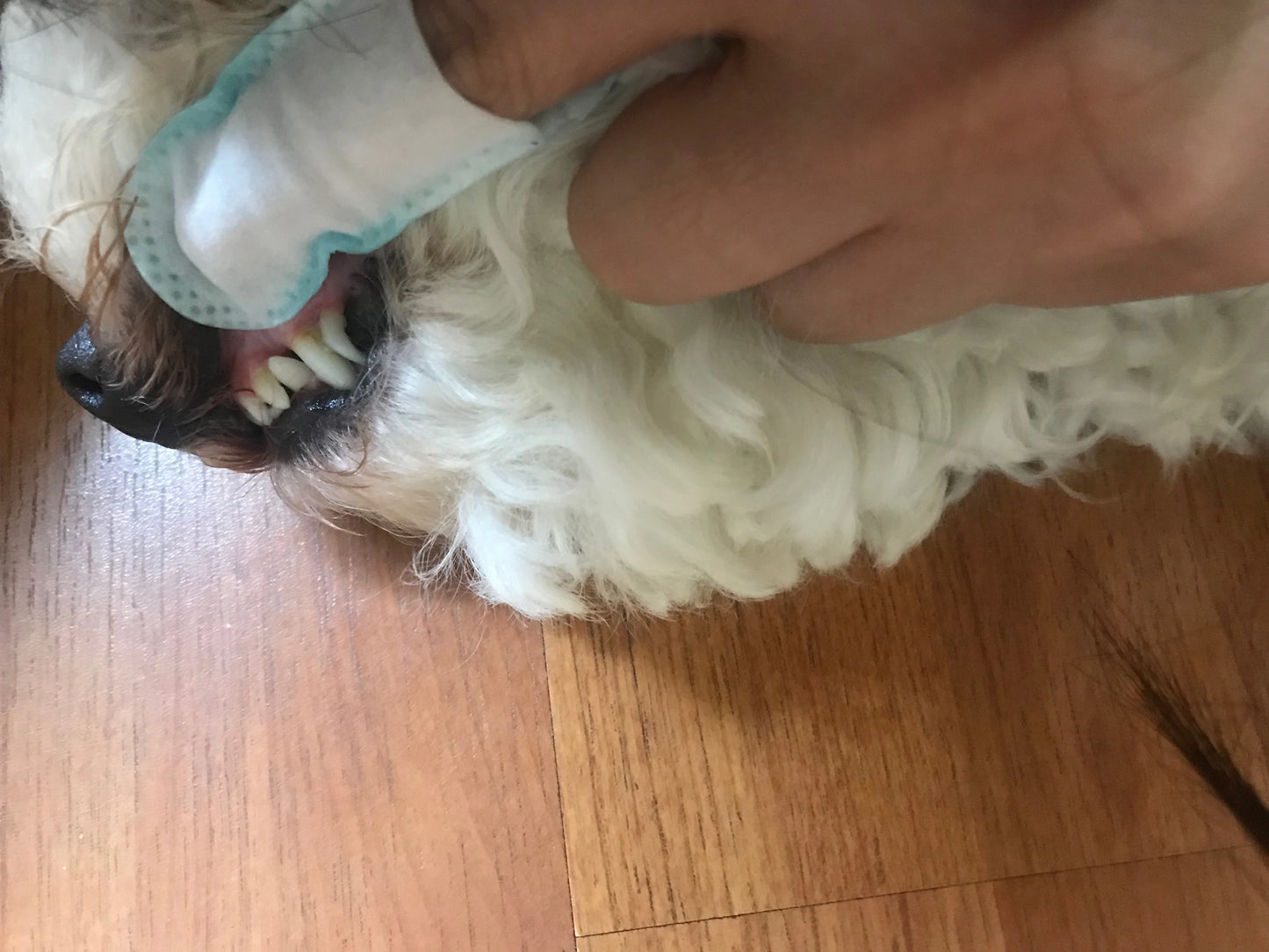 WOW Disposable Teeth Cleaning Tissue