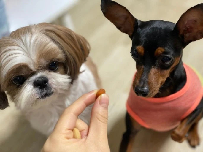 Day's Paw H-Series Probiotics & Enzymes Vitamin