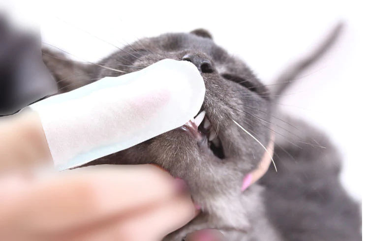 WOW Disposable Teeth Cleaning Tissue