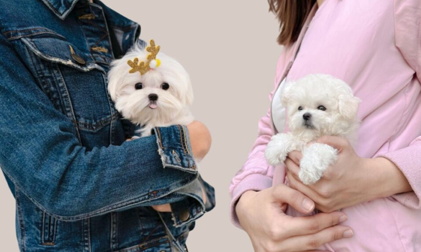 Premium pet boutique from South Korea opens in BGC