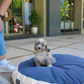 Dindy - Aussiedoodle (Blue Merle)