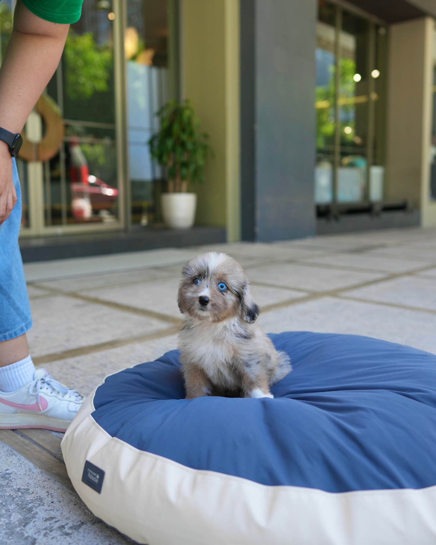 Dindy - Aussiedoodle (Blue Merle)