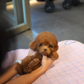 Naya - Tiny Poodle (Red)