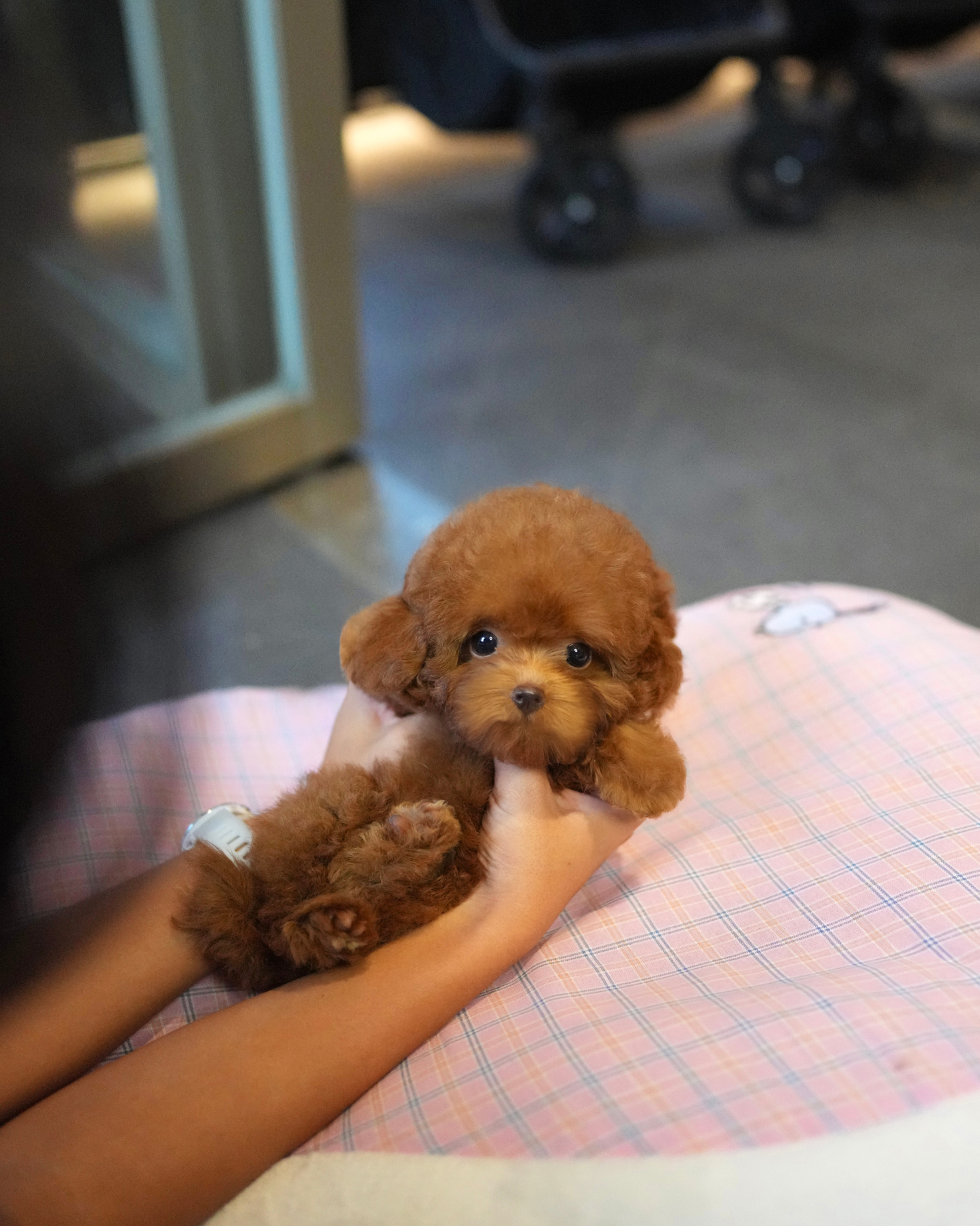 Naya - Tiny Poodle (Red)