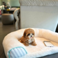 Riva - Teacup Maltipoo (Brown & White)