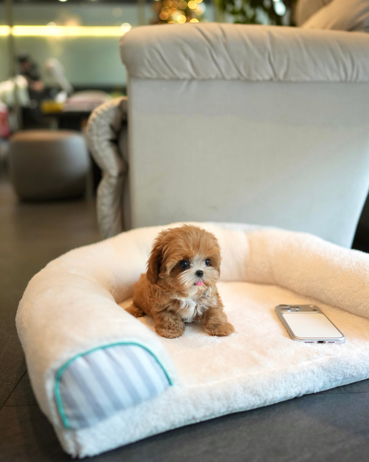 Riva - Teacup Maltipoo (Brown & White)
