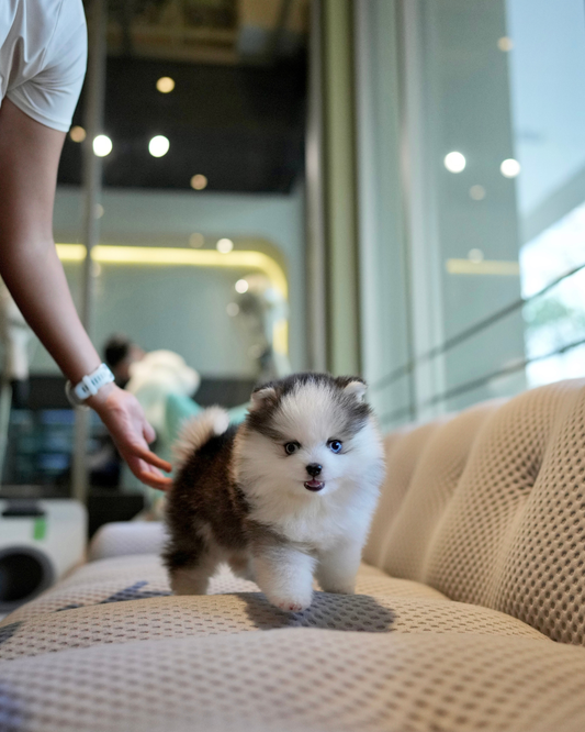 Hazel - Mini Pomsky (Black & White)