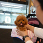 Fatima - Tiny Poodle (Red)