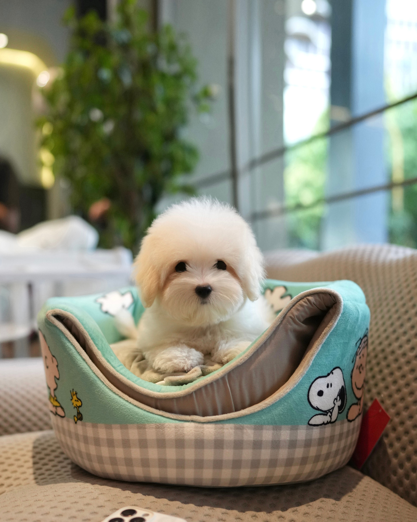 Tami - Coton de Tulear (White)