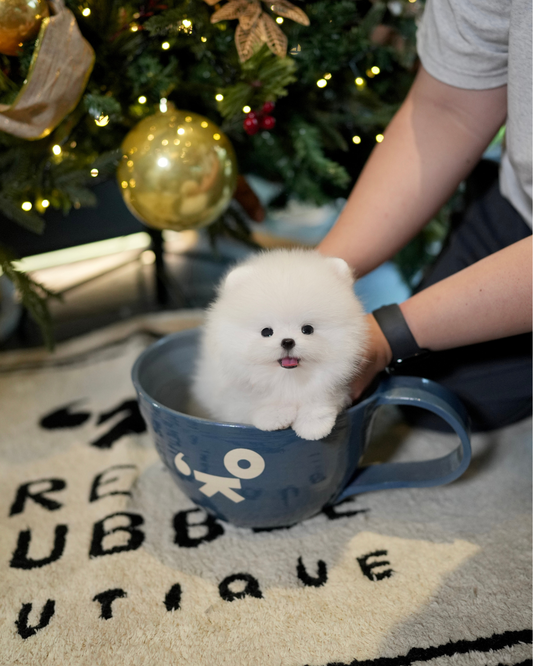 Dexter - Pomeranian (White)