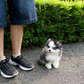 Phoebe - Mini Pomsky (Black & White)