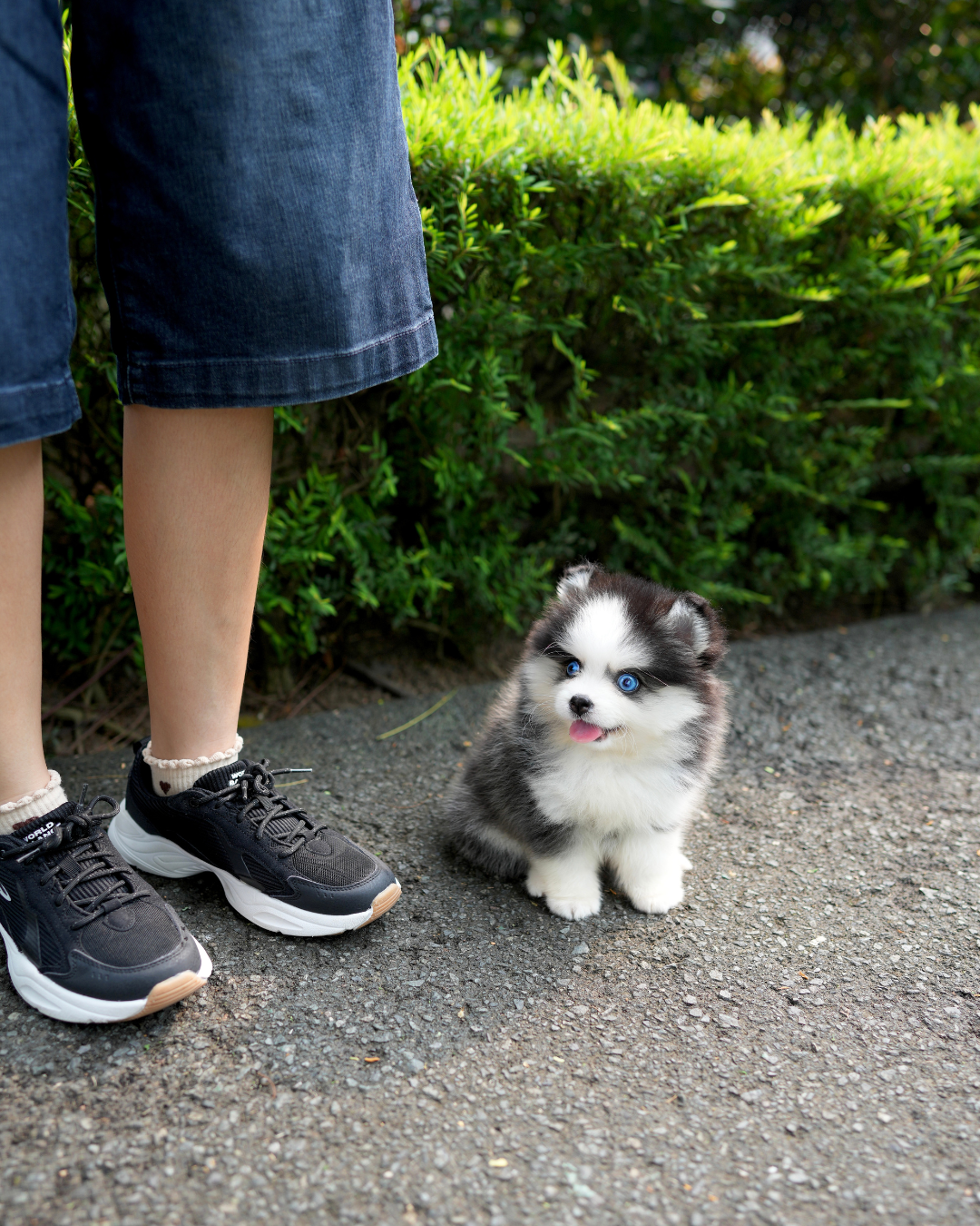 Phoebe - Mini Pomsky (Black & White)