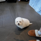 Huimang - Coton de Tulear (White)