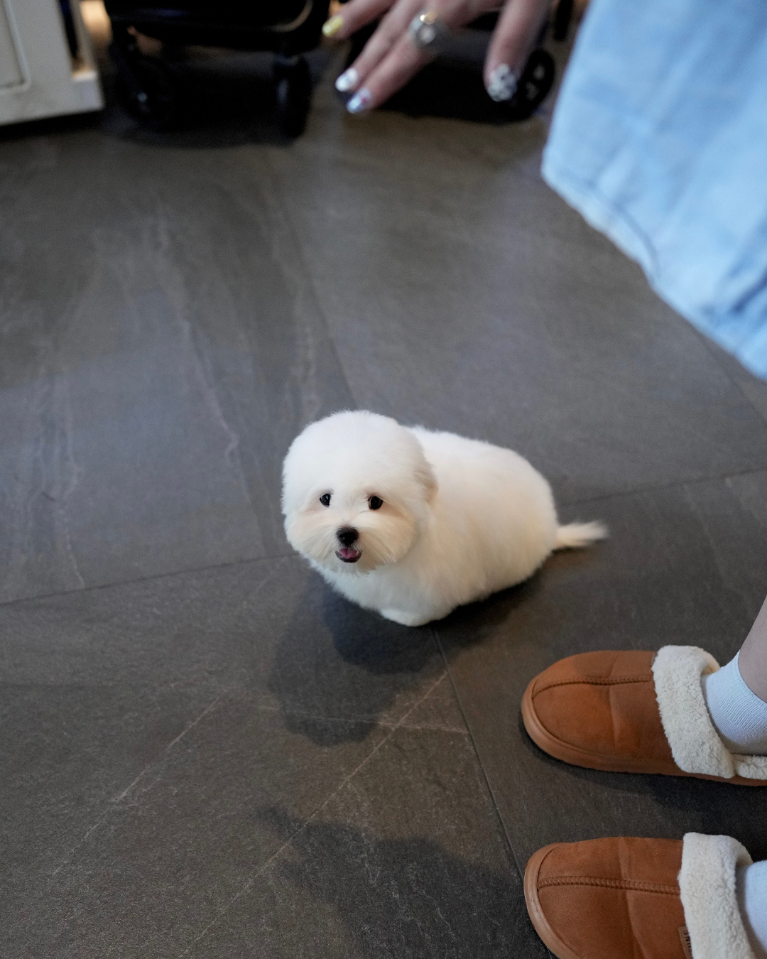 Huimang - Coton de Tulear (White)