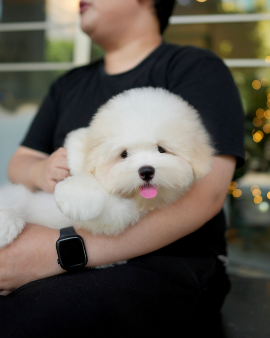 Isaiah - Coton de Tulear (White)