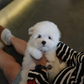 Max - Coton de Tulear (White)