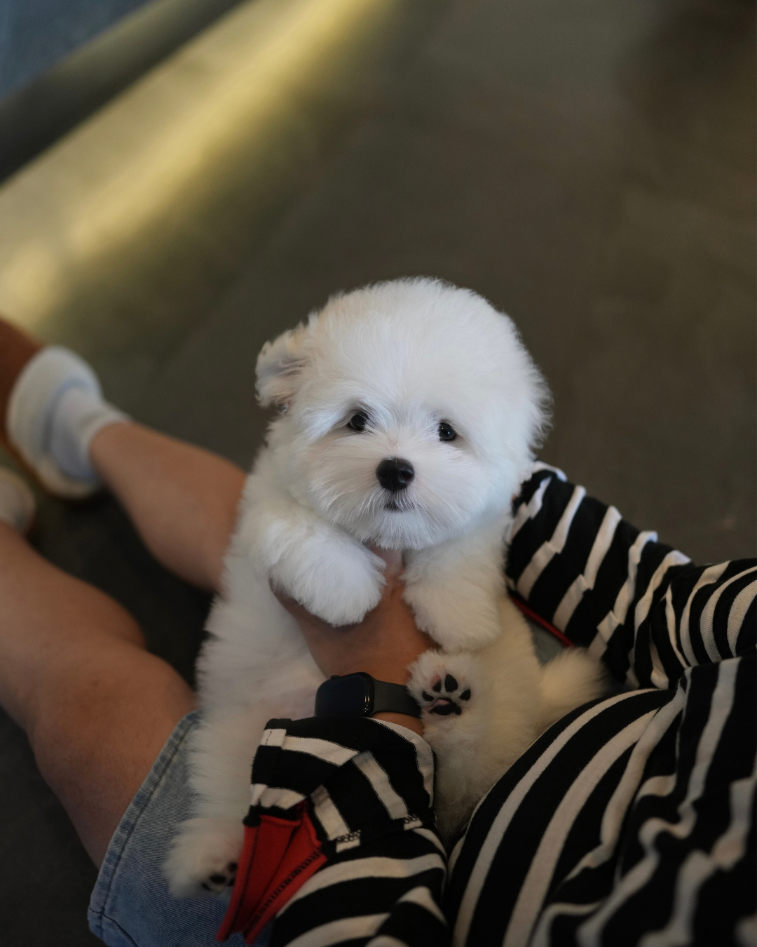 Max - Coton de Tulear (White)