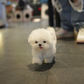 Iza - Maltese (White)