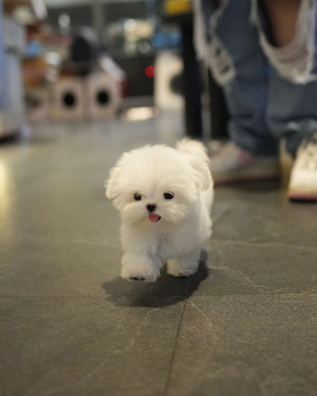 Iza - Maltese (White)