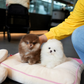 Tasha - Pomeranian (White)