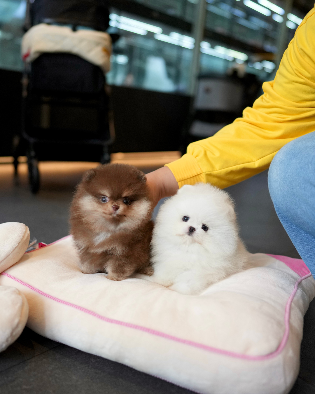 Tasha - Pomeranian (White)