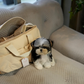 Morkie - Morkie (Tricolor)