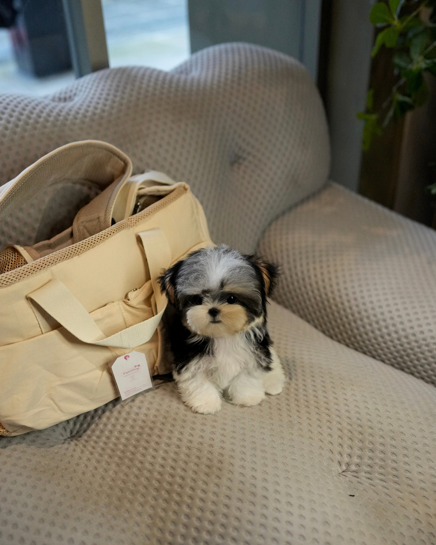 Morkie - Morkie (Tricolor)