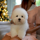 Mica - Coton de Tulear (White)