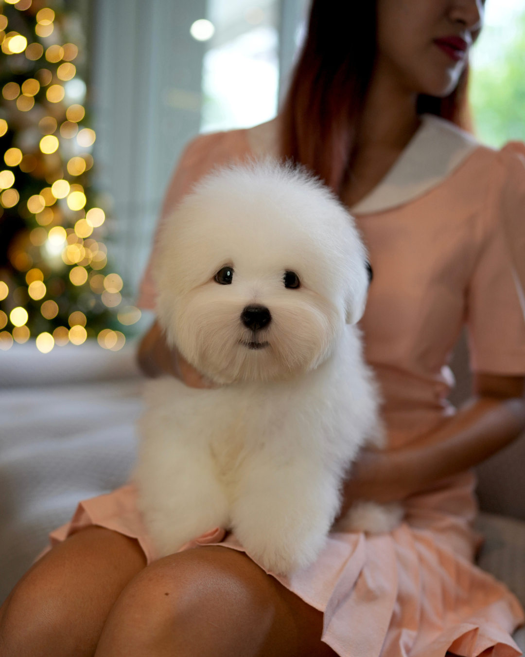 Mica - Coton de Tulear (White)