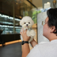 Eros - Mini Bichon (White)