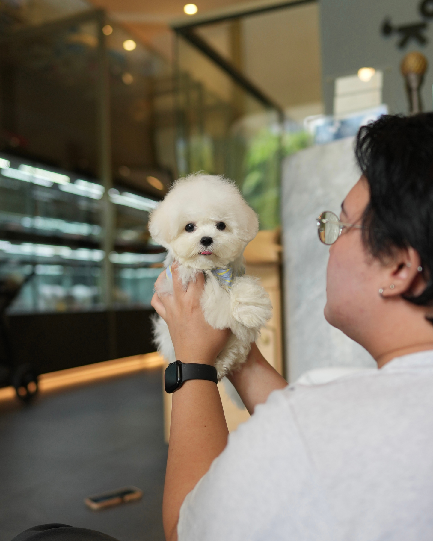 Eros - Mini Bichon (White)
