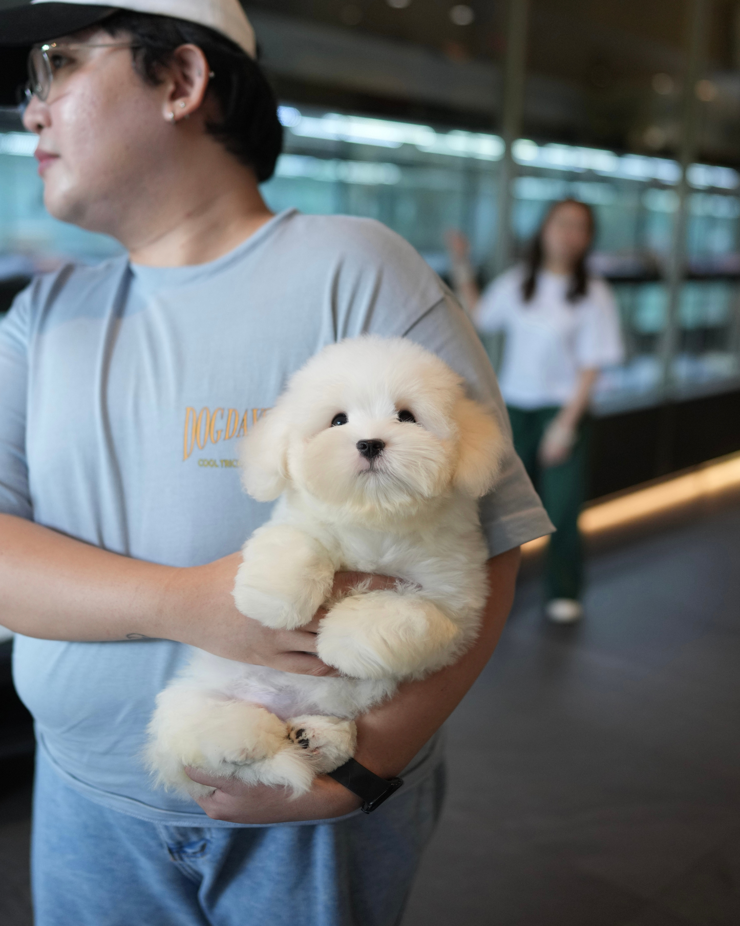 Irold - Coton de Tulear (White)