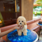 Daisy - Mini Golden Doodle (Brown)