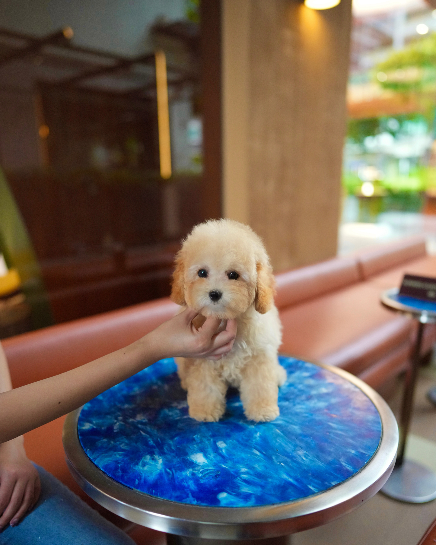 Daisy - Mini Golden Doodle (Brown)