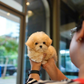 Paolo - Maltipoo (Brown & White)
