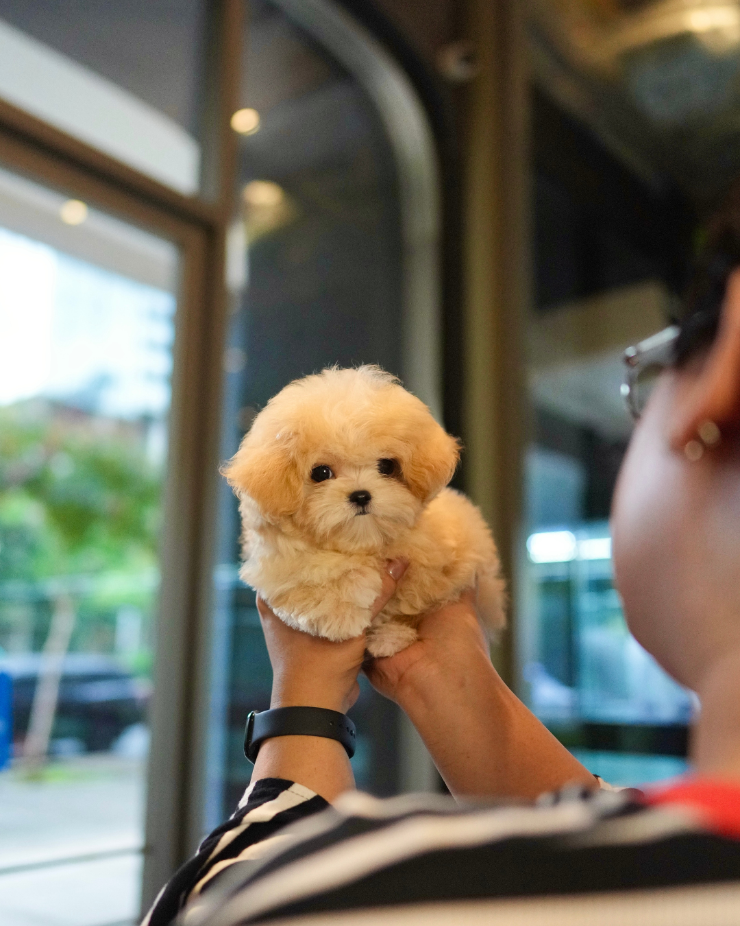 Paolo - Maltipoo (Brown & White)