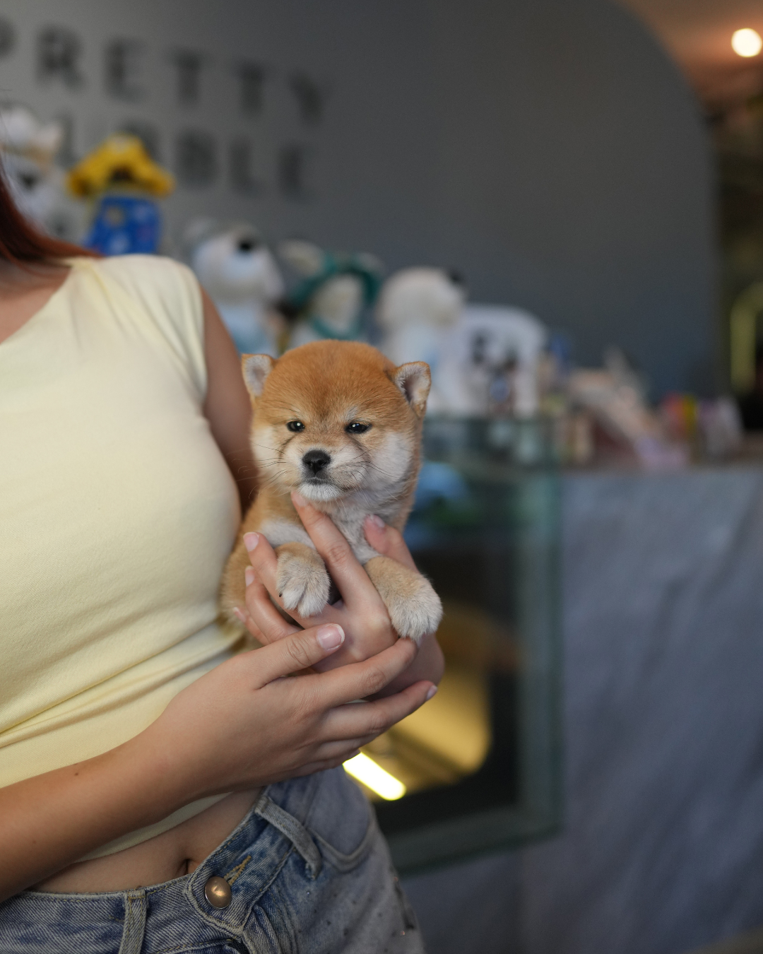Butter - Mame Shiba (Red)
